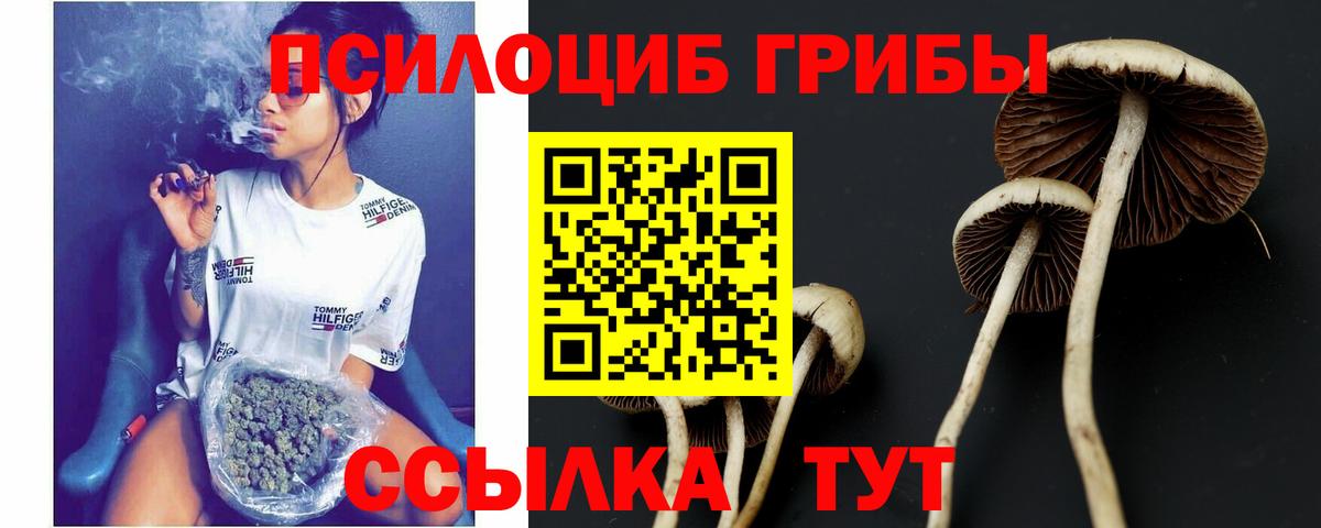 Псилоцибиновые грибы прущие грибы Кингисепп